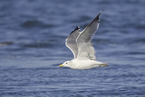 California Gull (Larus californicus), Washington, USA