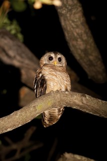 African Wood Owl (Strix woodfordii), Okavango-Delta, Botswana