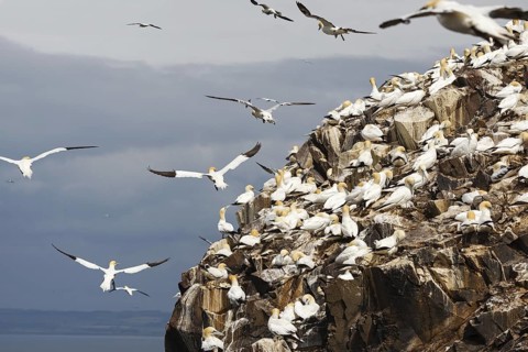 Northern Gannet (Morus bassanus), Scotland, United Kingdom