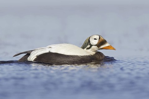 Spectacled Eider (Somateria fischeri) male, Alaska, USA