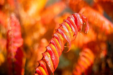Red autumn leaves of sumac vinegar autumn, Poland
