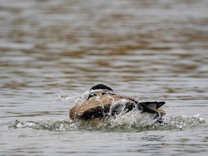 A Canada goose bathing, Ümminger See, Bochum, North Rhine-Westphalia, Germany