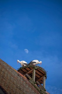 White storks (Ciconia ciconia) in the nest, behind the moon, Lauf an der Pegnitz, Middle Franconia,