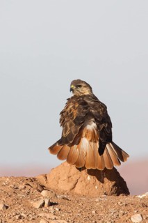 Long-legged Buzzard (Buteo rufinus cirtensis), Morocco