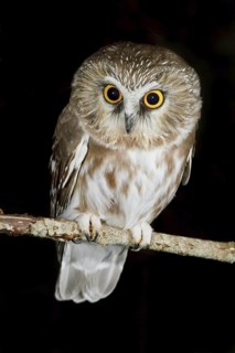 Northern Saw-whet Owl (Aegolius acadicus), British Columbia, Canada
