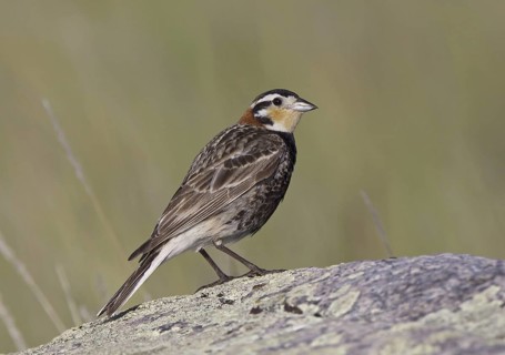 Chestnut-collared Longspur (Calcarius ornatus), Montana, USA