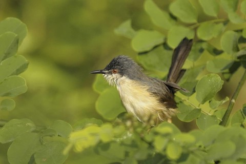 Ashy Prinia (Prinia socialis), Goa, India