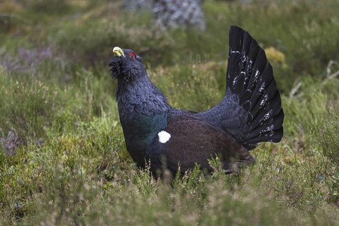 Western Capercaillie (Tetrao urogallus) male, Scotland, United Kingdom