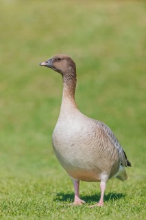 Pink-footed Goose (Anser brachyrhynchus), Baden-Wuerttemberg, Germany, Germany