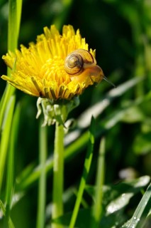 Dandelion flower with small snail, spring, Germany
