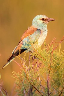 European Roller (Coracias garrulus), Danube Delta, Romania