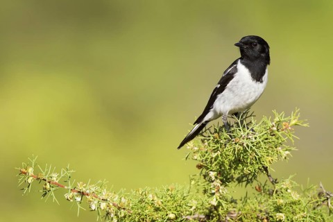 Hooded Robin (Melanodryas cucullata), Western Australia, Australia