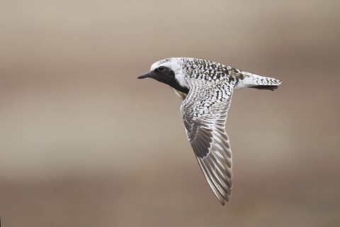Grey Plover (Pluvialis squatarola) male flying, Alaska, USA