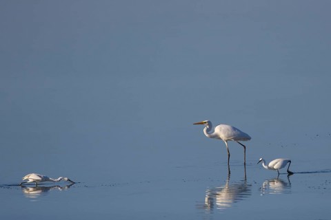 Little Egret & Great Egret (Egretta garzetta & Ardea alba) foraging, Greece