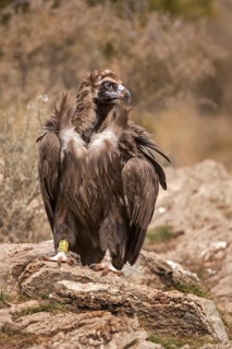 Cinereous Vulture (Aegypius monachus), Catalonia, Spain