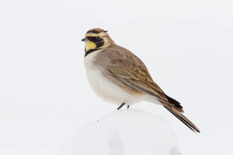 Temminck's Lark (Eremophila bilopha), Morocco