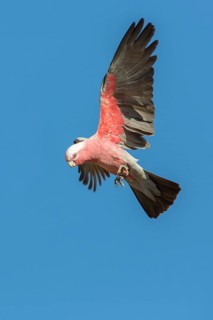 Galah (Eolophus roseicapilla kuhli) flying, Queensland, Australia