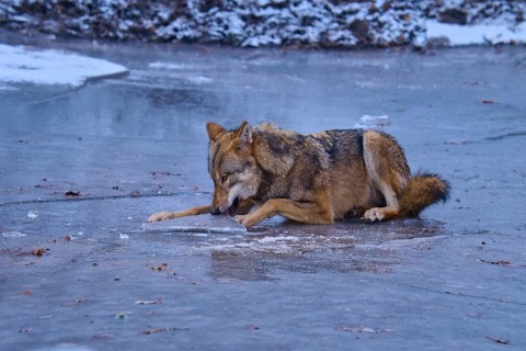 A wolf examines the icy surface of a snow-covered lake in winter, Winter, Wolf (Canis lupus),