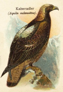 Imperial Eagle (Aquila melanaetus) or (Aquila heliaca) historical illustration, World of Birds 1890