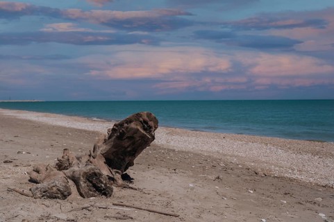 A large weathered tree trunk rests on the sandy shore of Marche Beach, with the calm Adriatic Sea