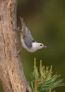 White-breasted Nuthatch (Sitta carolinensis) climbs down a tree, Arizona, USA