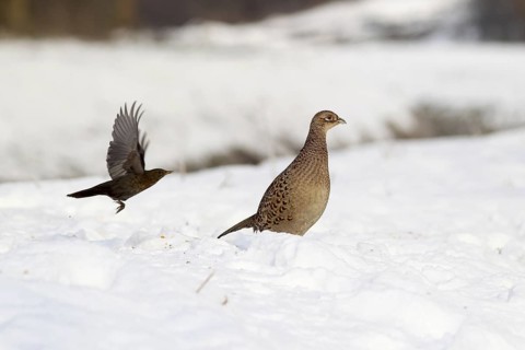 Common Pheasant (Phasianus colchicus) female, Baden-Wuerttemberg, Germany