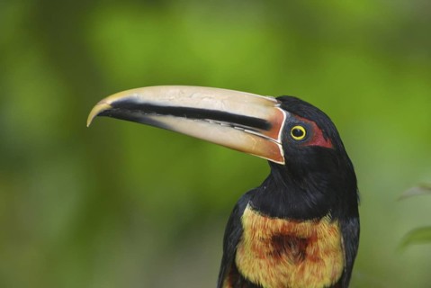 Pale-mandibled Aracari (Pteroglossus erythropygius), Santo Domingo, Ecuador