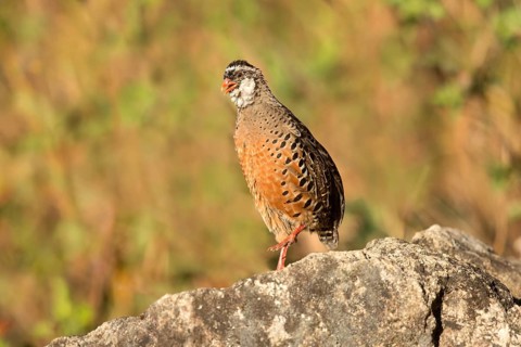 Painted Bush Quail (Perdicula erythrorhyncha) calling from rock, Kerala, India