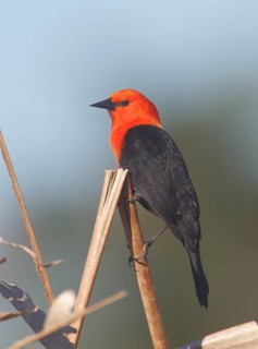 Scarlet-headed Blackbird (Amblyramphus holosericeus), Corrientes, Argentina