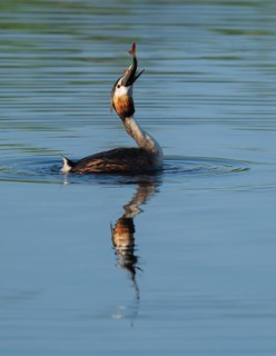 Great Crested Grebe (Podiceps Scalloped ribbonfish) with a large fish in its beak swimming on a