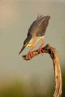 Striated Heron (Butorides striata) hunting, South Africa