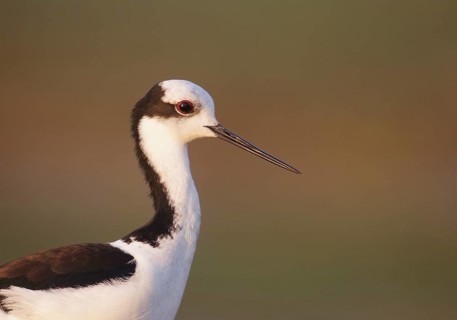 White-backed Stilt (Himantopus melanurus), Mato Grosso, Brazil
