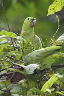 Southern Mealy Amazon (Amazona farinosa), Costa Rica