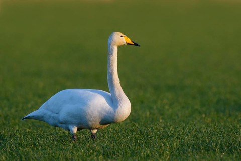 Whooper Swan (Cygnus cygnus), North Rhine-Westphalia, Germany