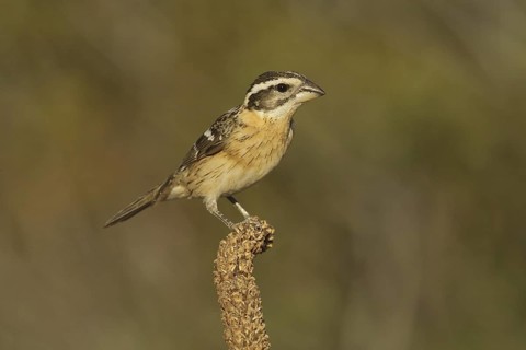Black-headed Grosbeak (Pheucticus melanocephalus) female, California, USA