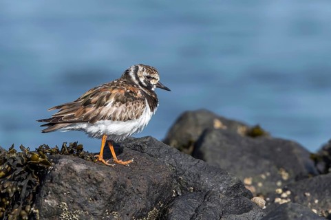 Ruddy Turnstone (Arenaria interpres), Texel, Netherlands