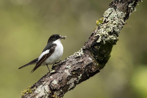 European Pied Flycatcher (Ficedula hypoleuca) male, Dalarna, Sweden