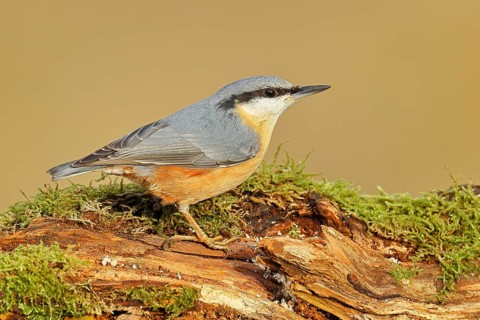 Nuthatch (Sitta europaea), sitting on a tree root covered with moss, Wilnsdorf, North
