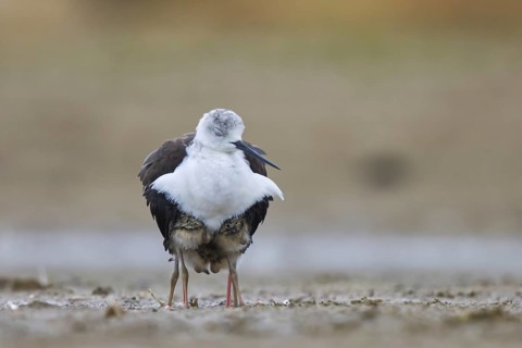 Black-winged Stilt (Himantopus himantopus) with chicks, North Rhine-Westphalia, Germany
