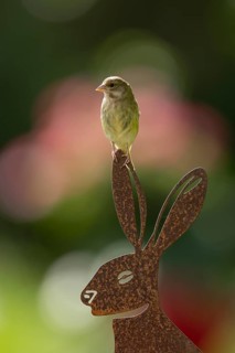 Eurasian greenfinch (Chloris chloris) adult garden bird on a metal hare sculpture in summer,