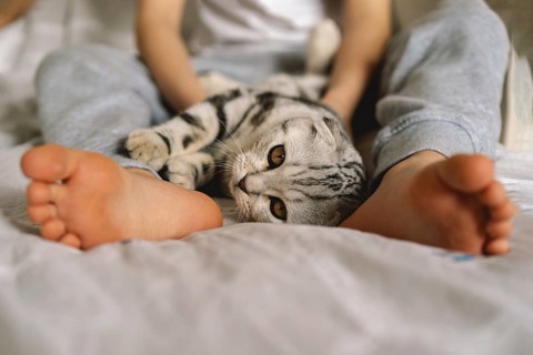 A playful Scottish Fold cat with distinctive folded ears lies comfortably on a soft bed, nestled