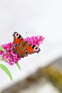Peacock butterfly (Inachis io) sucking nectar on butterfly bush (Buddleja davidii), in a natural