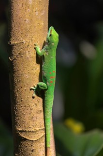 One Madagascar giant day gecko, Phelsuma madagascariensis grandis, climbing up a tree in bright