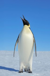 Emperor penguins (Aptenodytes forsteri), Adult Spreading Wings, Snow Hill Island, Antartic