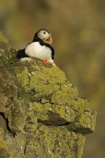 Atlantic Puffin (Fratercula arctica), Iceland