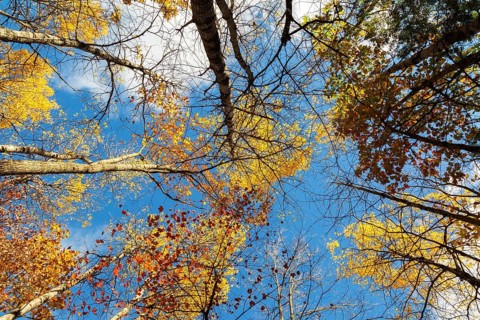 Low angle view of tall backlit semi silhouetted converging Betula - Birch and Acer - Maple trees in