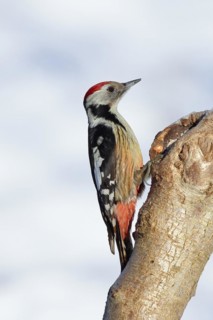 Middle spotted woodpecker (Dendrocopos medius) sitting on a tree trunk in front of a blue sky,