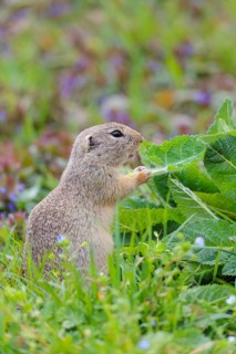 An adult ground squirrel (Spermophilus citellus) eats leaves and flowers on a cloudy day in a green
