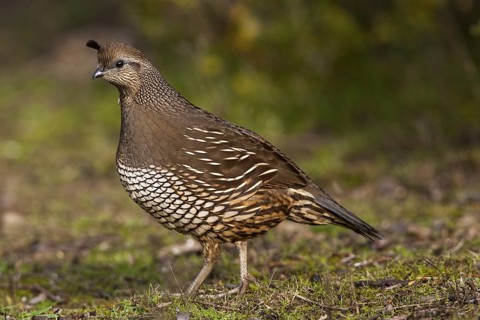 California Quail (Callipepla californica) female, California, USA