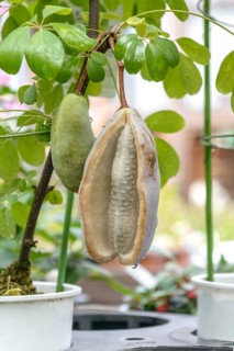 Climbing cucumber (Akebia quinata), Hakon Botanical Garden of Wetlan, Japan